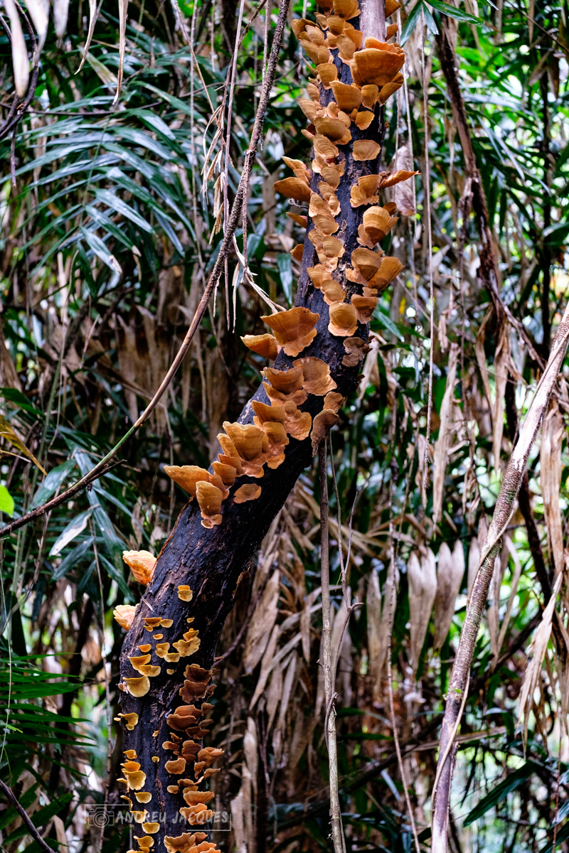 australie 2018-73.jpg